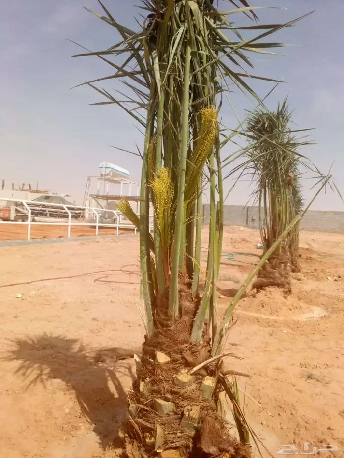 نخل مثمر للبيع نخيل صقعي مجدول اخلاص سكري نخل واشنطني زينه 6