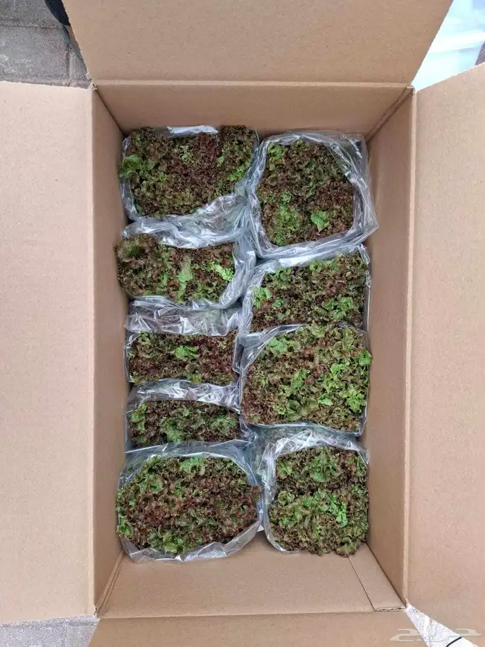 خس لولوبايوندا اخضر خس لولورسو احمر 5