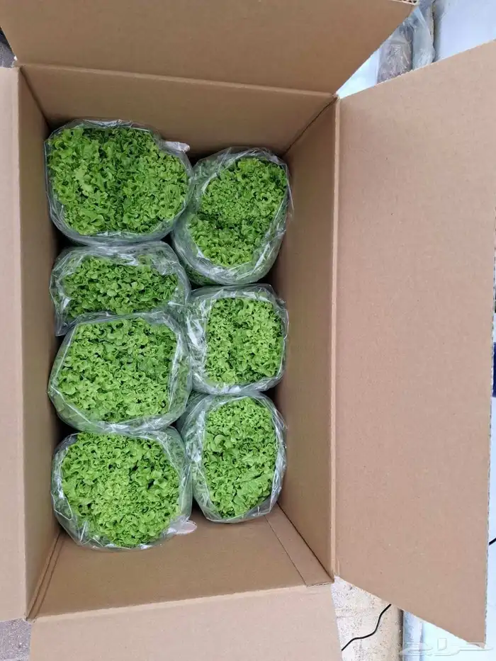 خس لولوبايوندا اخضر خس لولورسو احمر 6