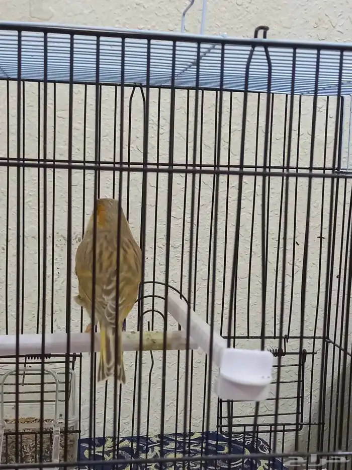 ذكر كناري مشمشي صافي تغريد 4