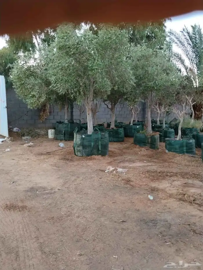 اشجار زيتون مثمر جميع المقاسات 16