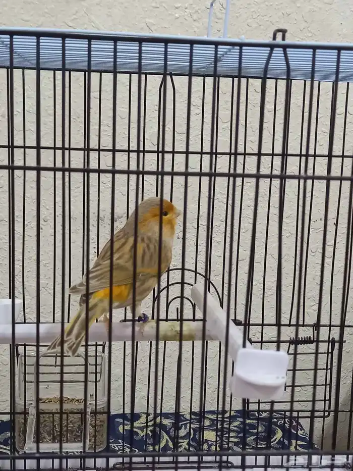 ذكر كناري مشمشي صافي تغريد 1