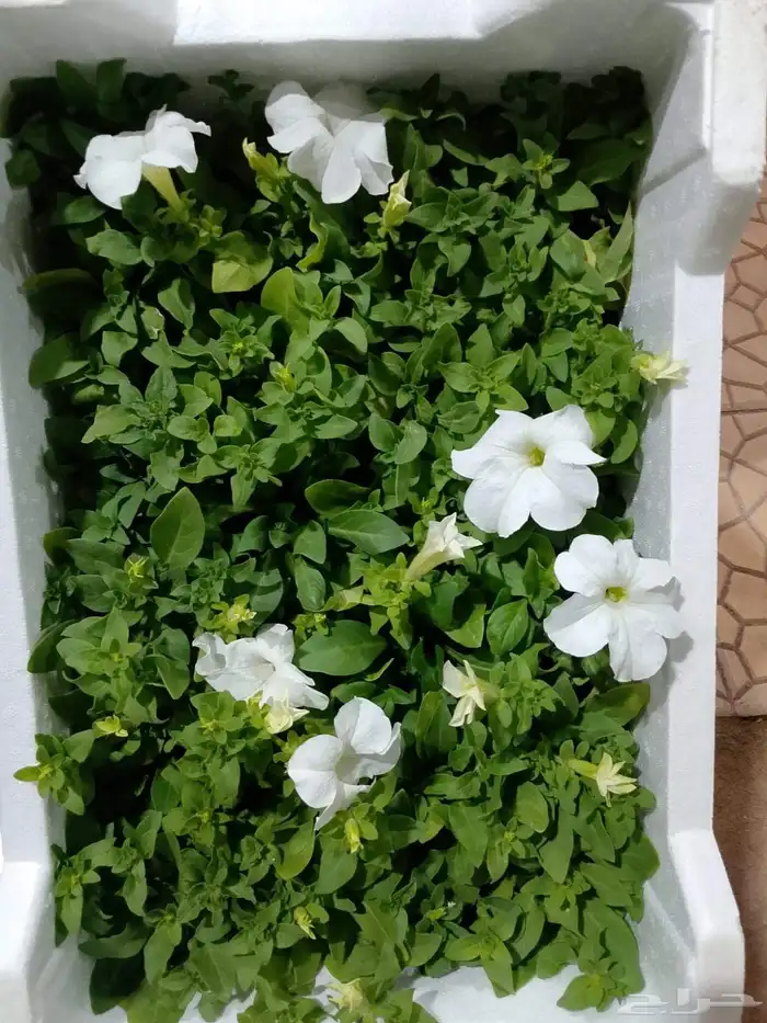 مشتل بيع الزهور والشتلات الزراعيه بجميع انواعها مع الصيانه ا 2