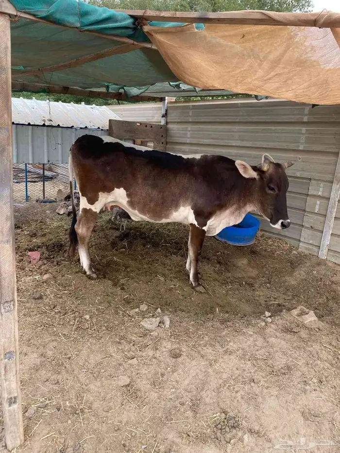 بقره جرسيه 2