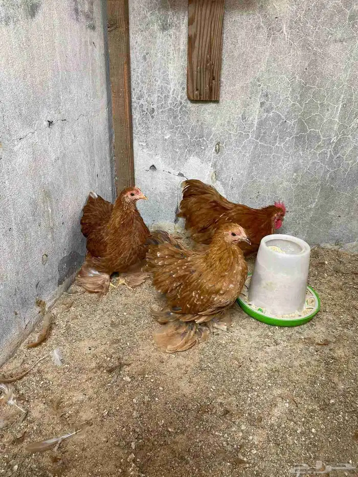 دجاج لافندر 1