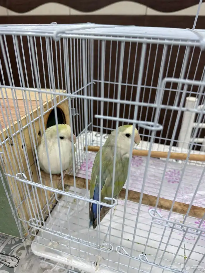 زوج طيور حب (روز) أليف وجميل للبيع 4