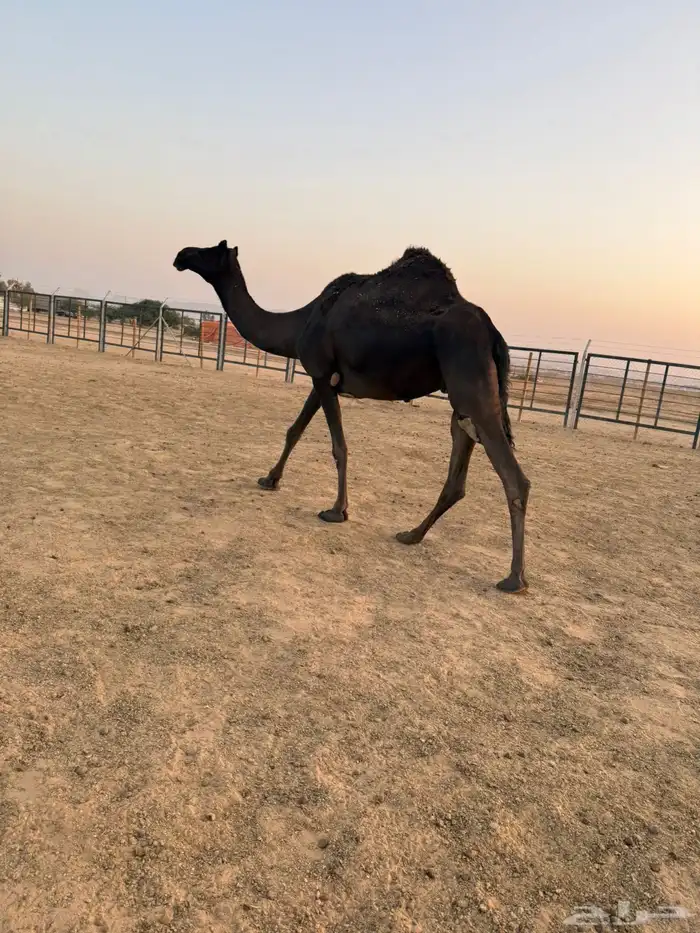 مجهم ضروبه للبيع او البدل بصفرا 6