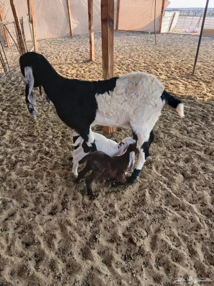 للبيع معزا متابيع 2