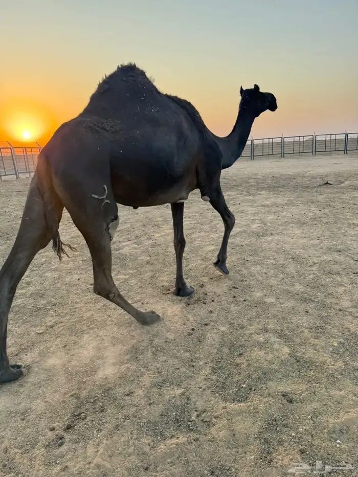 مجهم ضروبه للبيع او البدل بصفرا 4