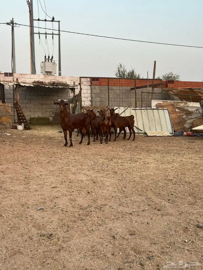 معزا محايلي 2