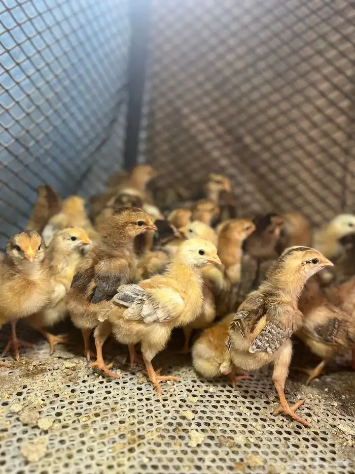 صوص دجاج فرنسي 2