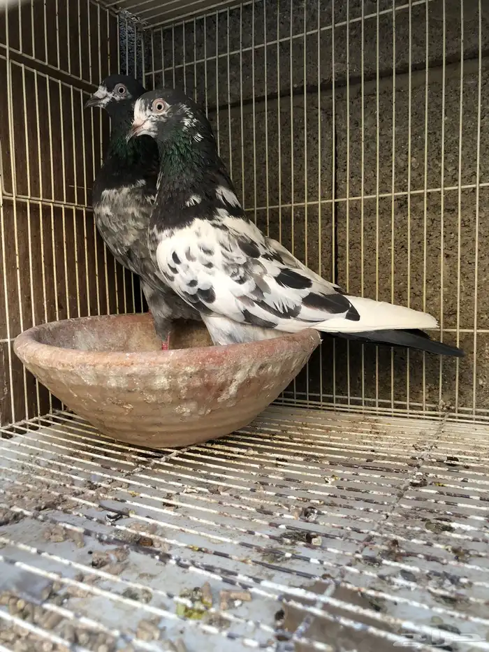 للبيع زوج تيدي شينا اساس 0