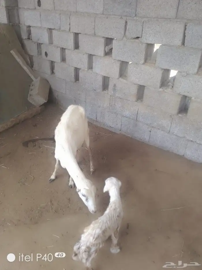 نعجه منتوج معاها رخل ضروبه حري 0