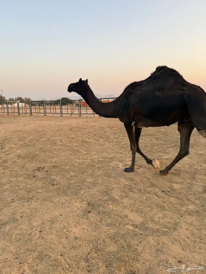 مجهم ضروبه للبيع او البدل بصفرا 1