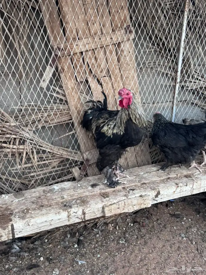 دجاج براهما 0