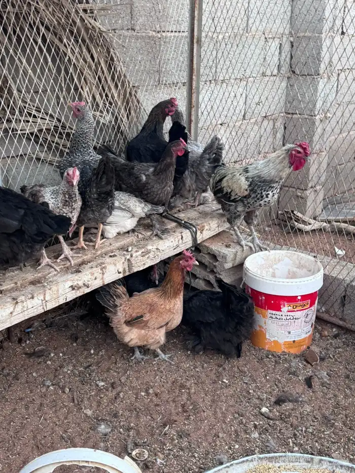 دجاج براهما 1