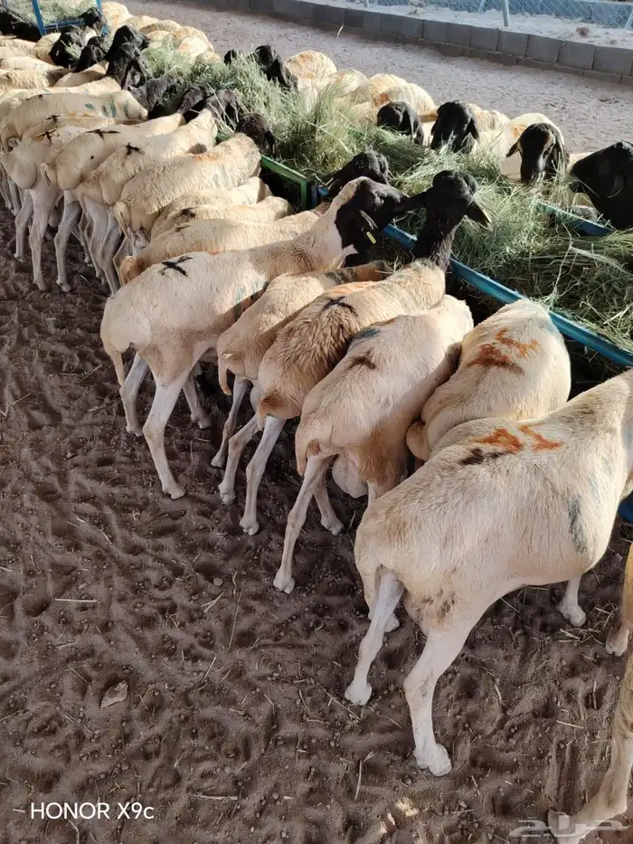 بربري وتيوس مستورده للجمله فقط من جده 0