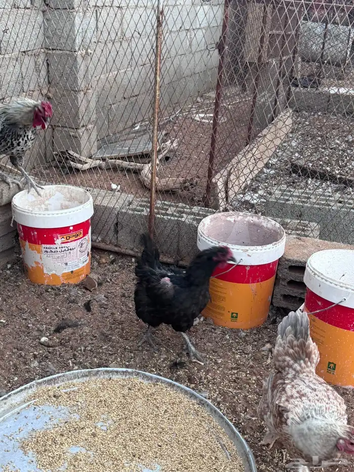 دجاج براهما 2