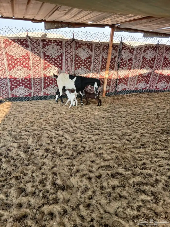 للبيع معزا متابيع 4