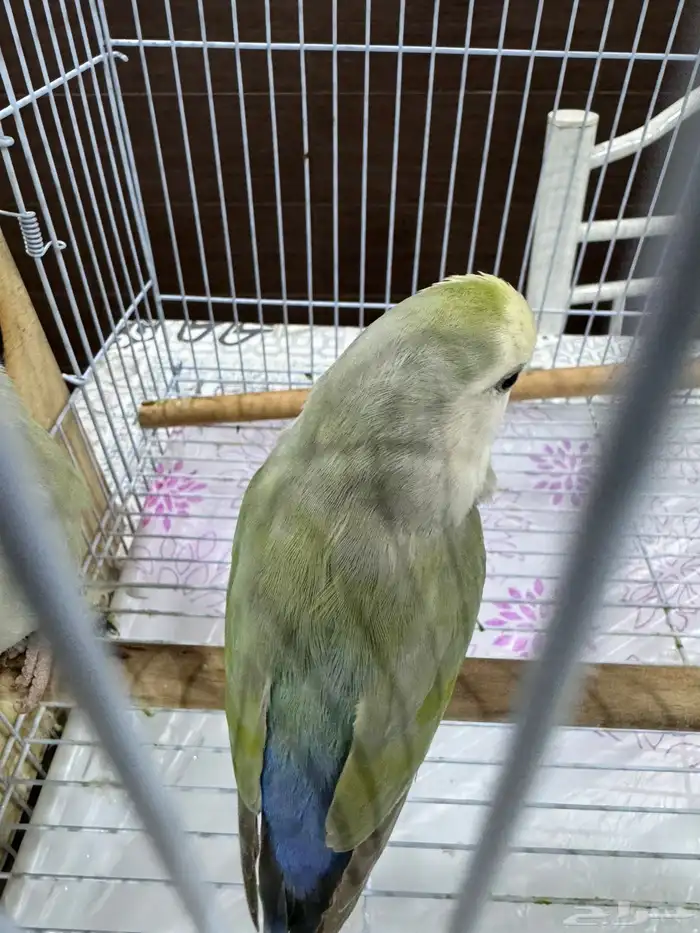 زوج طيور حب (روز) أليف وجميل للبيع 2