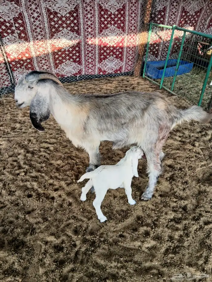 للبيع معزا متابيع 3