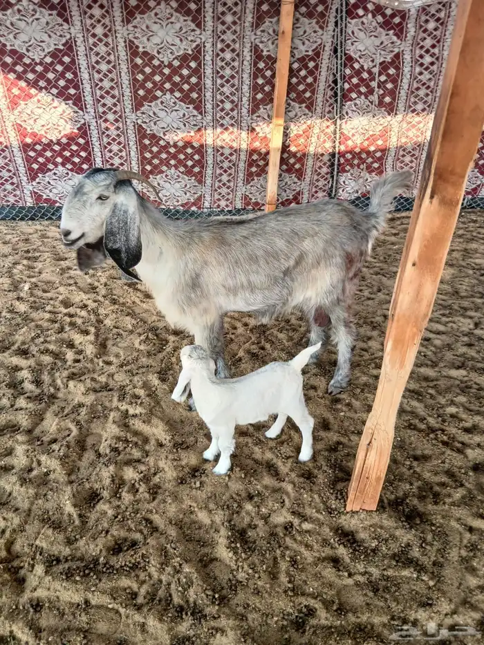 للبيع معزا متابيع 0