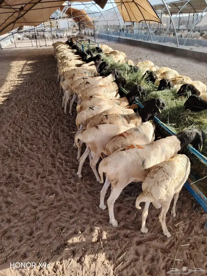 برابر صومالية جملة وتفريد 0