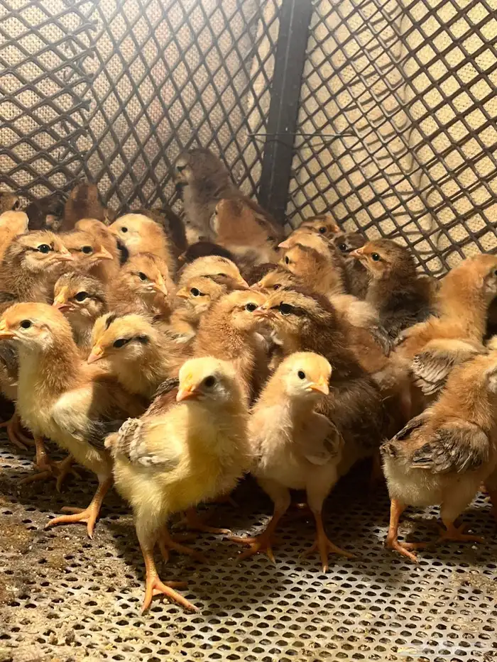 صوص دجاج فرنسي 0