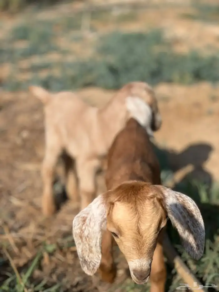 قزميات ذكر وأنثى 1