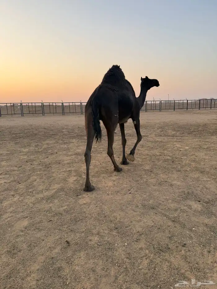 مجهم ضروبه للبيع او البدل بصفرا 2