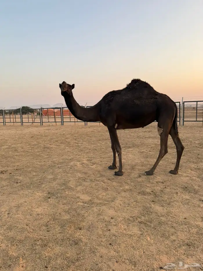 مجهم ضروبه للبيع او البدل بصفرا 7