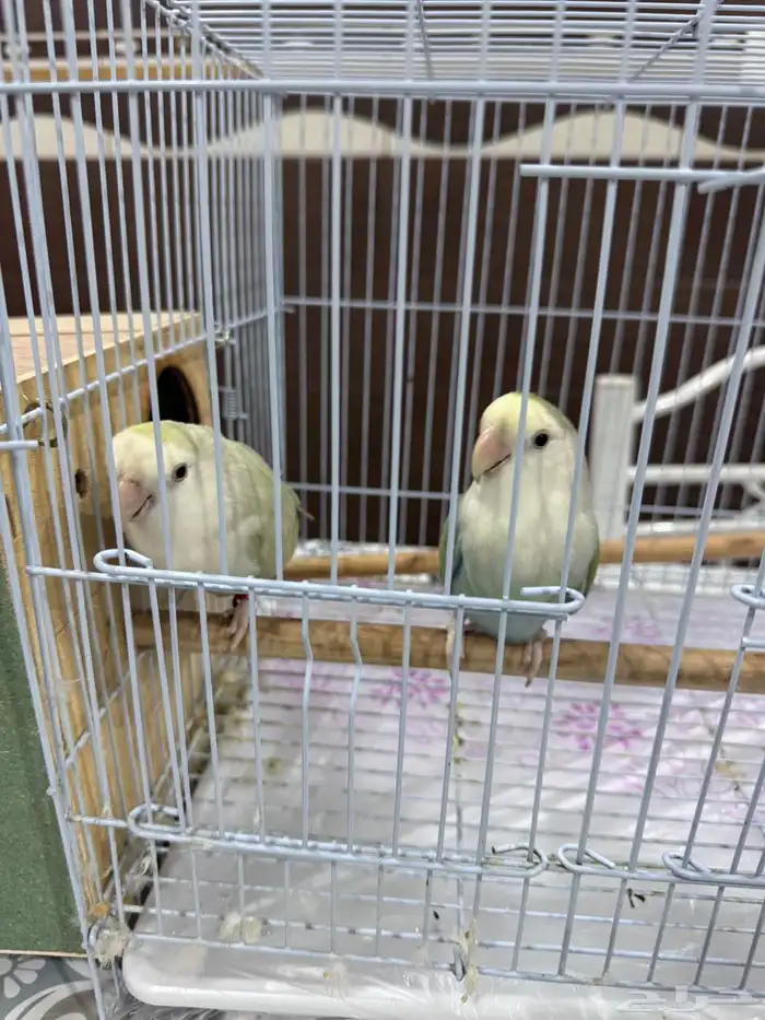 زوج طيور حب (روز) أليف وجميل للبيع 1