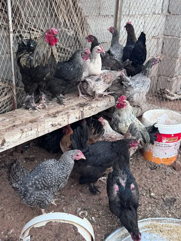 دجاج براهما 4