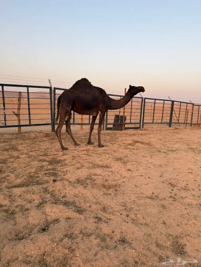 مجهم ضروبه للبيع او البدل بصفرا 5