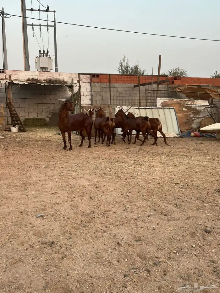 معزا محايلي 1