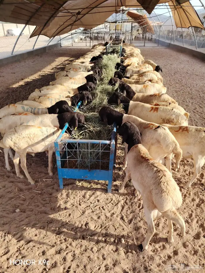 برابر صومالية جملة وتفريد 2