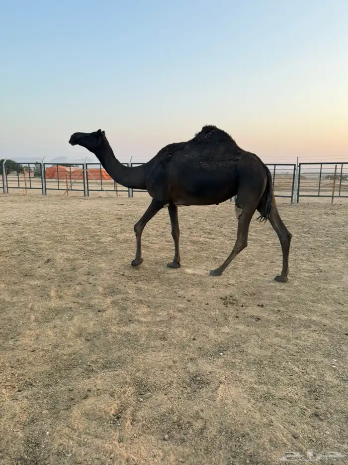 مجهم ضروبه للبيع او البدل بصفرا 0