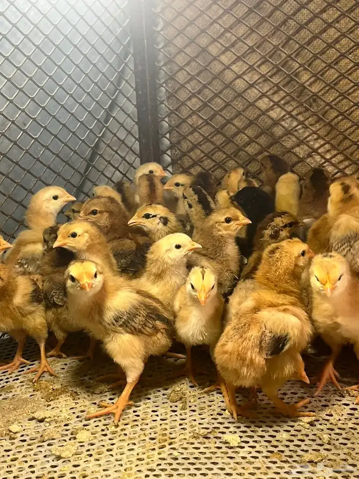 صوص دجاج فرنسي 1