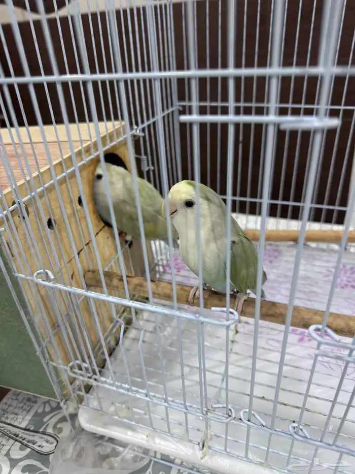 زوج طيور حب (روز) أليف وجميل للبيع 0