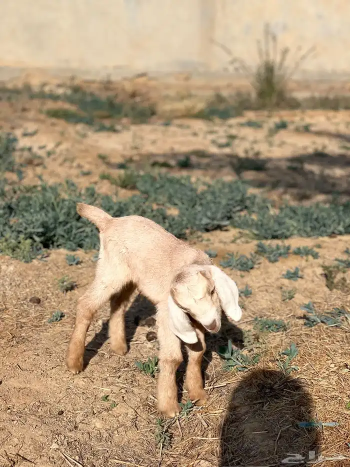 قزميات ذكر وأنثى 2