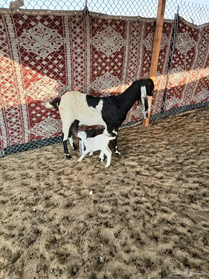 للبيع معزا متابيع 1