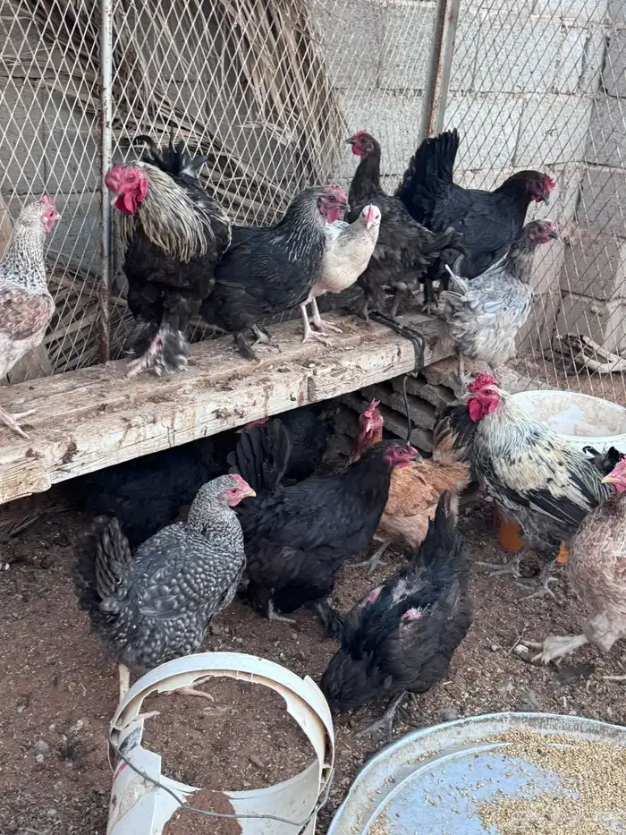 دجاج براهما 3