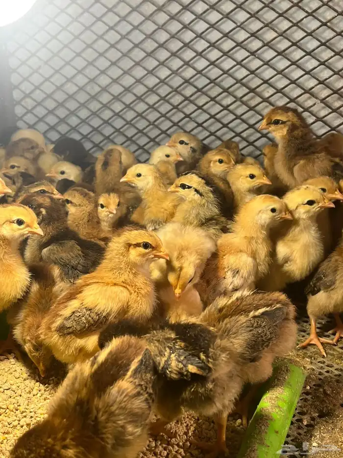 صوص دجاج فرنسي 3