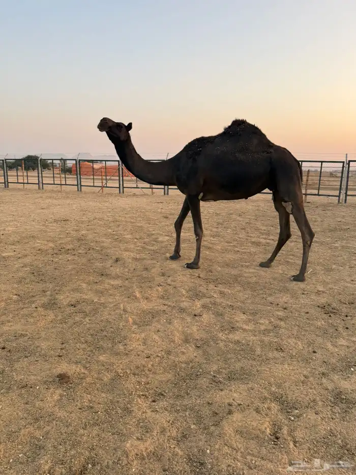 مجهم ضروبه للبيع او البدل بصفرا 3