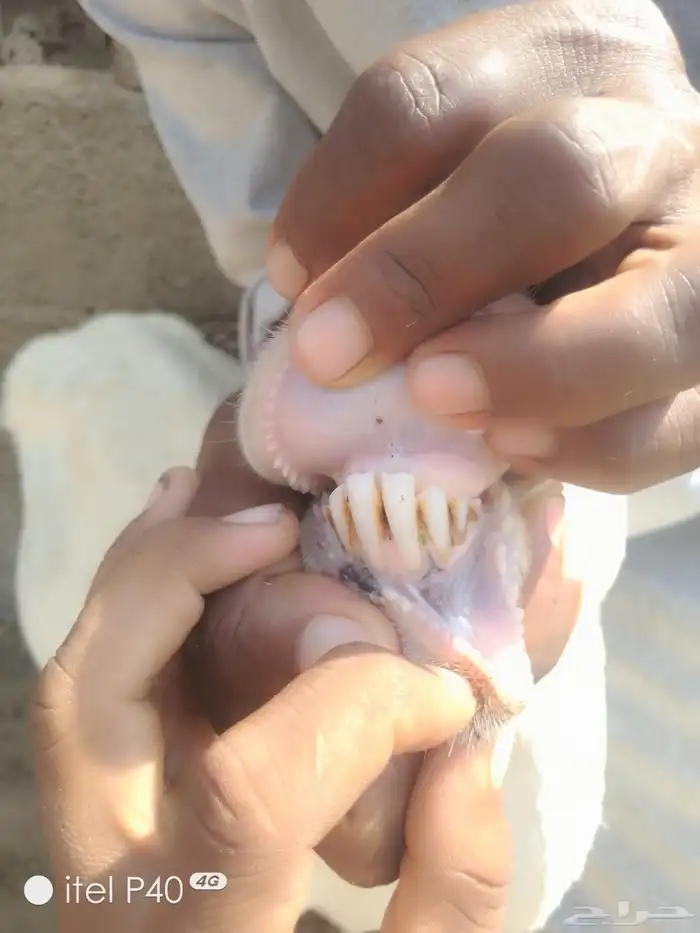 نعجه منتوج معاها رخل ضروبه حري 1