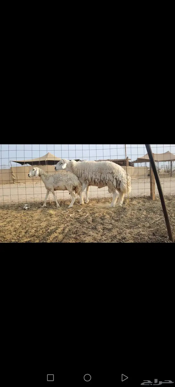 طلي فحل سنه توه سدس مشروط 2