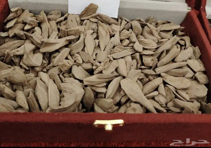 عود مروكي طبيعي 2