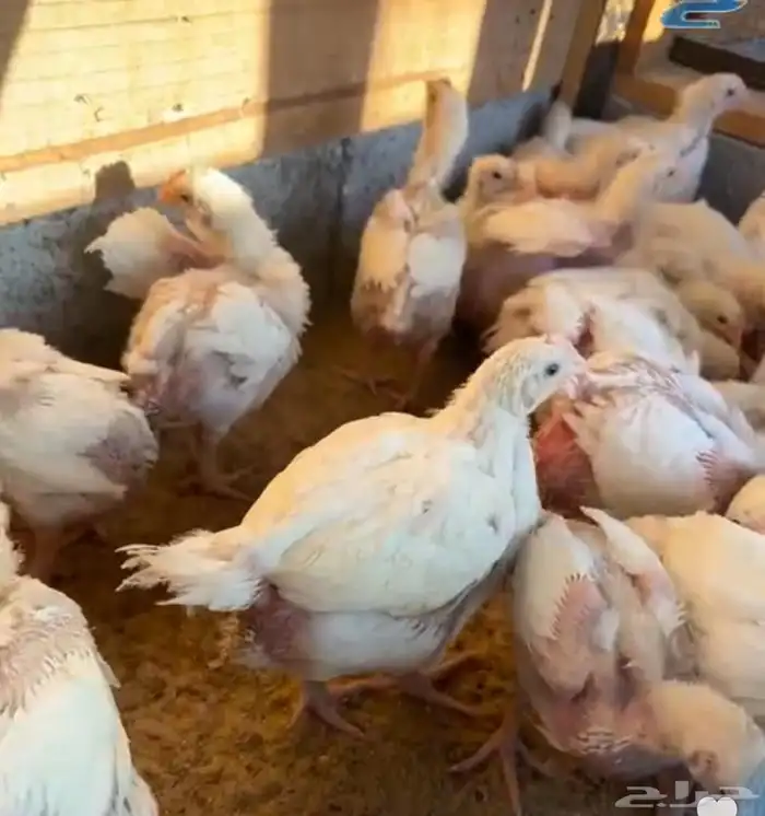 صوص دجاج لاحم 0