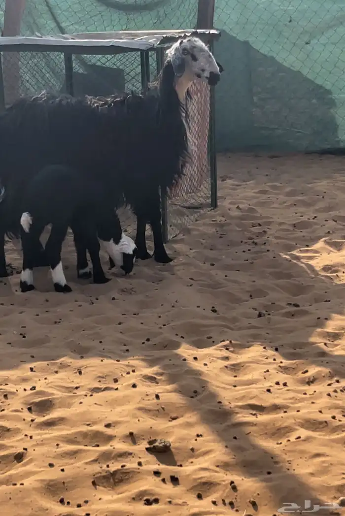 سدس متبع بخروف روم وسلم 6