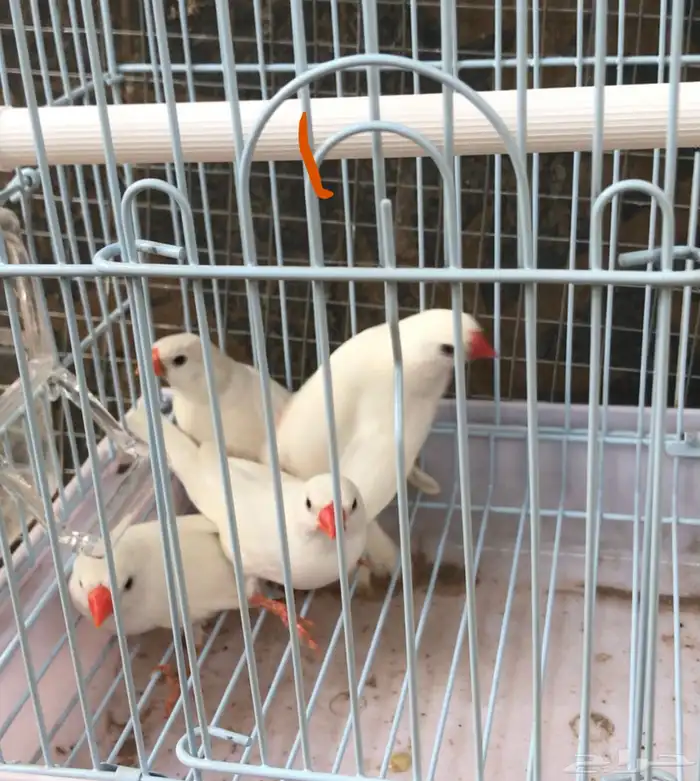 زوجين زيبرا ابيض صافي 0